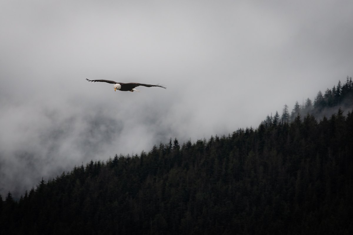 A bald eagle glides across a mist-shrouded evergreen ridge with its wings fully extended.