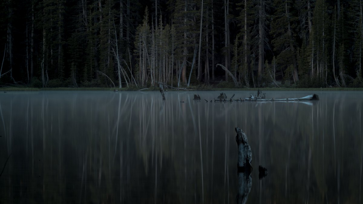 Weathered tree stumps rise from glassy water beneath a dark wall of pines.