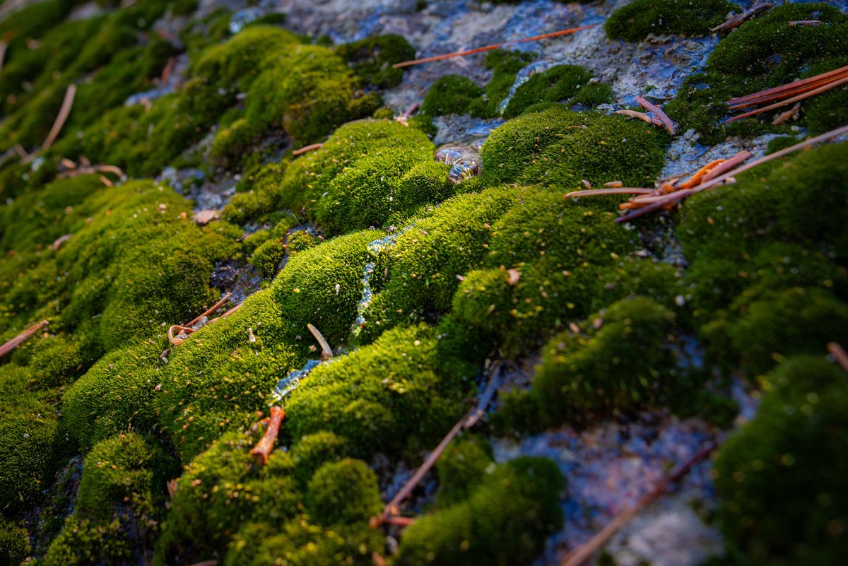 Snowmelt threads through cushions of vivid green moss, catching light between scattered pine needles.