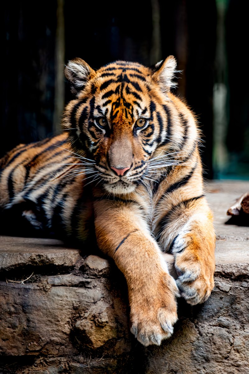 A tiger rests with its front paws draped over a ledge, meeting the camera with a steady gaze.